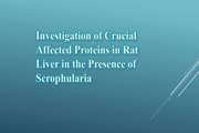 Investigation of Crucial Affected Proteins in Rat Liver in the Presence of Scrophularia