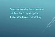 Neuromuscular Junction-on-a-Chip for Amyotrophic Lateral Sclerosis Modeling