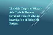 The Main Targets of Okadaic Acid Toxin in Human Intestinal Caco-2 Cells: An Investigation of Biological Systems