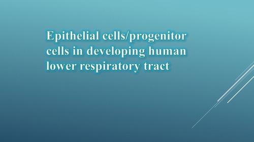 Epithelial cells/progenitor cells in developing human lower respiratory tract: Characterization and transplantation to rat model of pulmonary injury